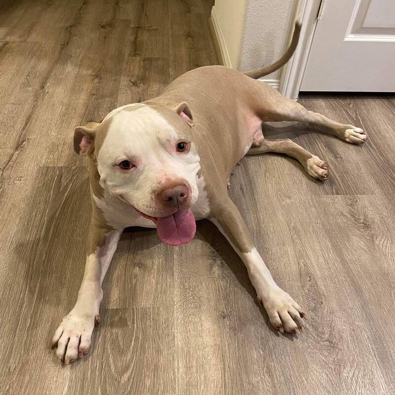 Après avoir passé un an dans un refuge, un Pitbull sauvé est enfin adopté !