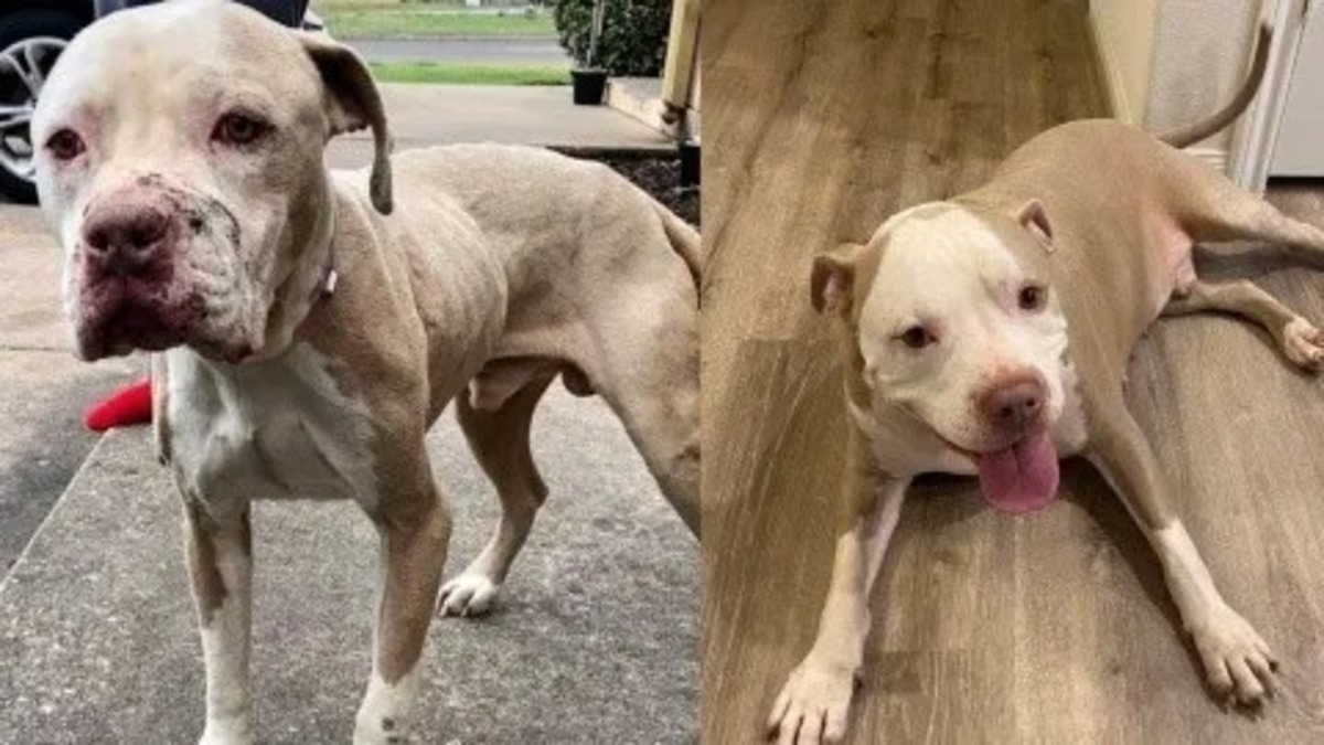 Après avoir passé un an dans un refuge, un chien Pitbull sauvé est enfin adopté !