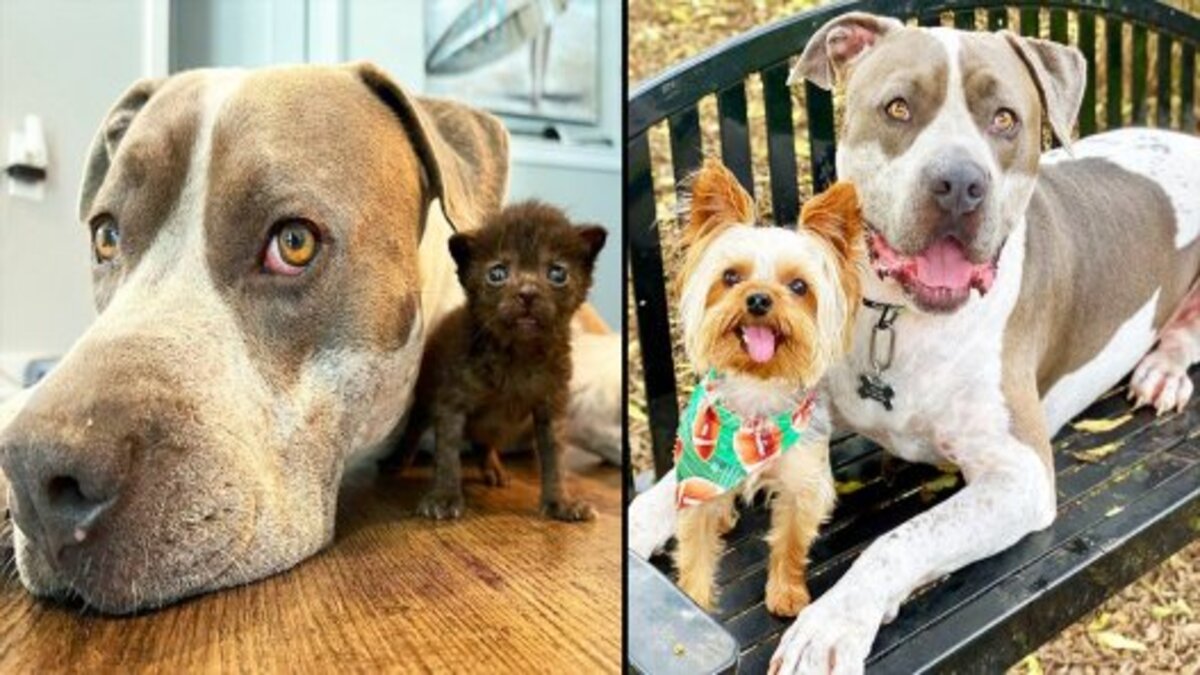 Atlas, un chien géant et impressionnant sauvé est le plus gentil des animaux !