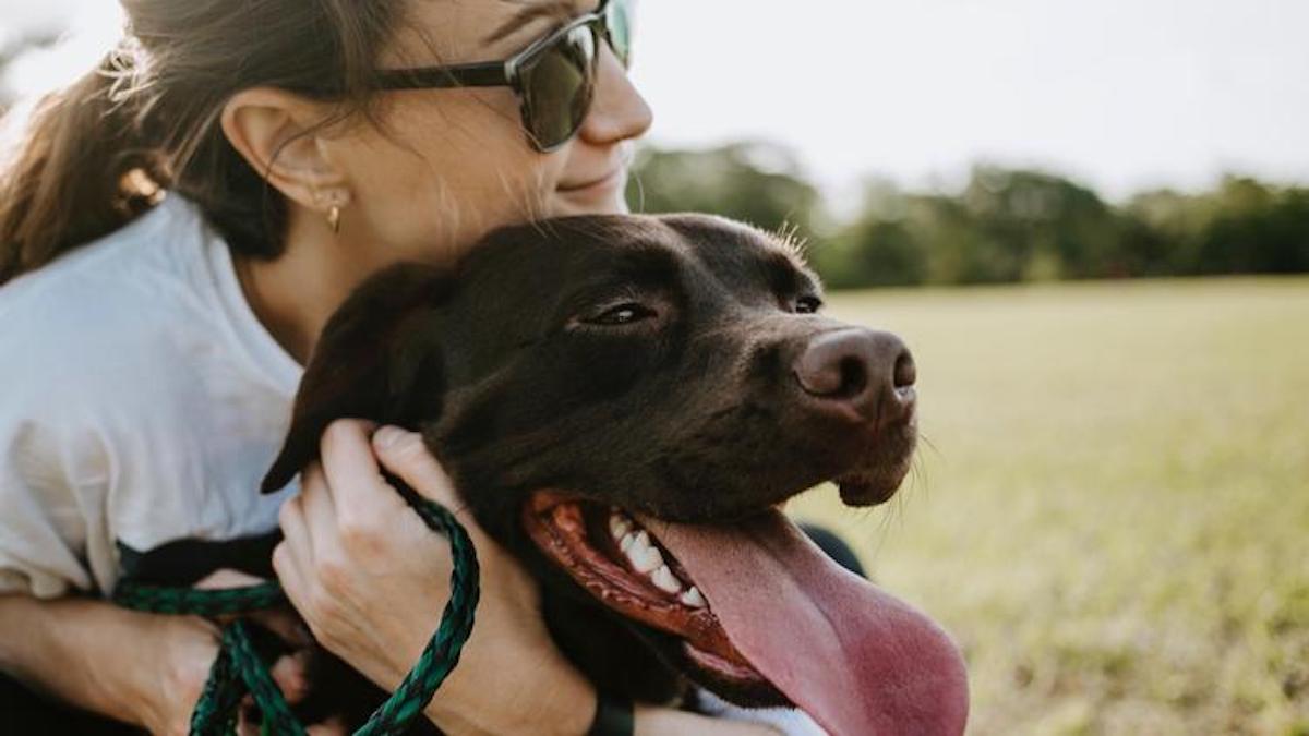 Canicule : les 6 gestes à adopter pour protéger votre chien ou chat des chaleurs extrêmes