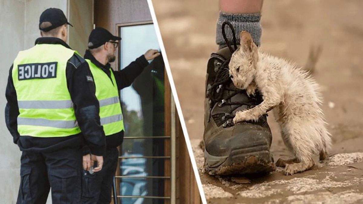 Ce chat ne voulait pas quitter l’évier, sa propriétaire appelle la police et découvre l’inimaginable