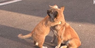 Ce chaton réconforte un chiot abandonné qui attend toujours ses maîtres !