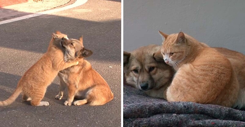 Ce chaton réconforte un chiot abandonné qui attend toujours ses maîtres !