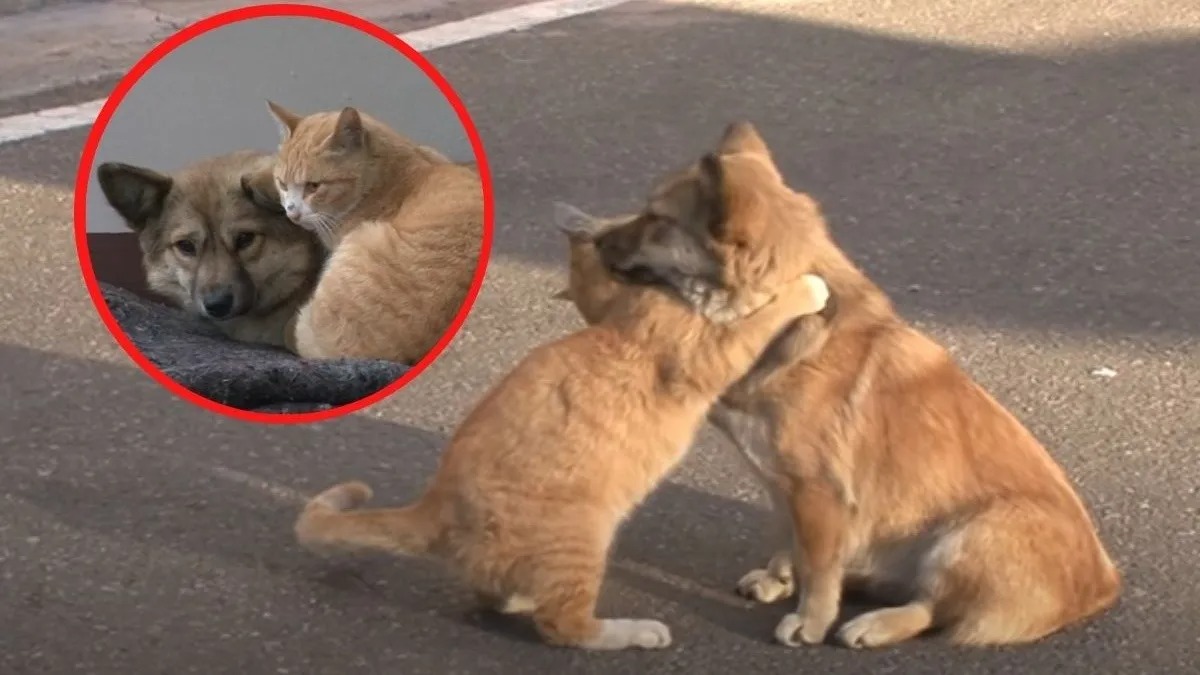 Ce chaton réconforte un chiot abandonné qui attend toujours ses maîtres !