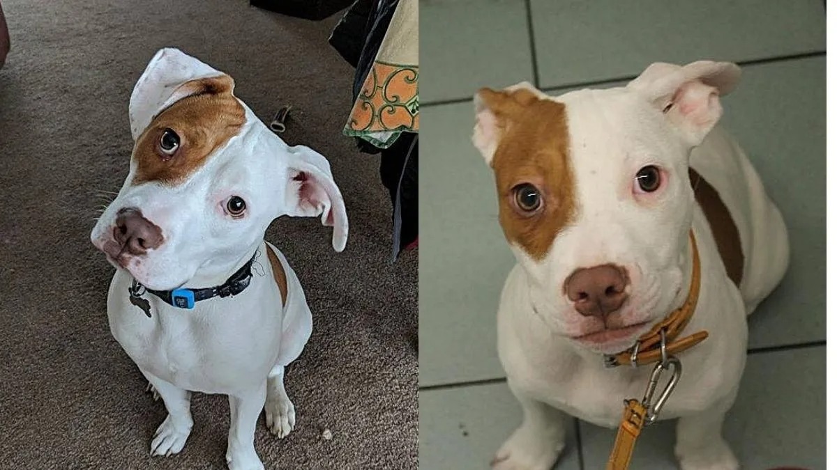 Ce chien abandonné 5 fois parce qu'il n'obéissait pas aux ordres était en fait sourd !