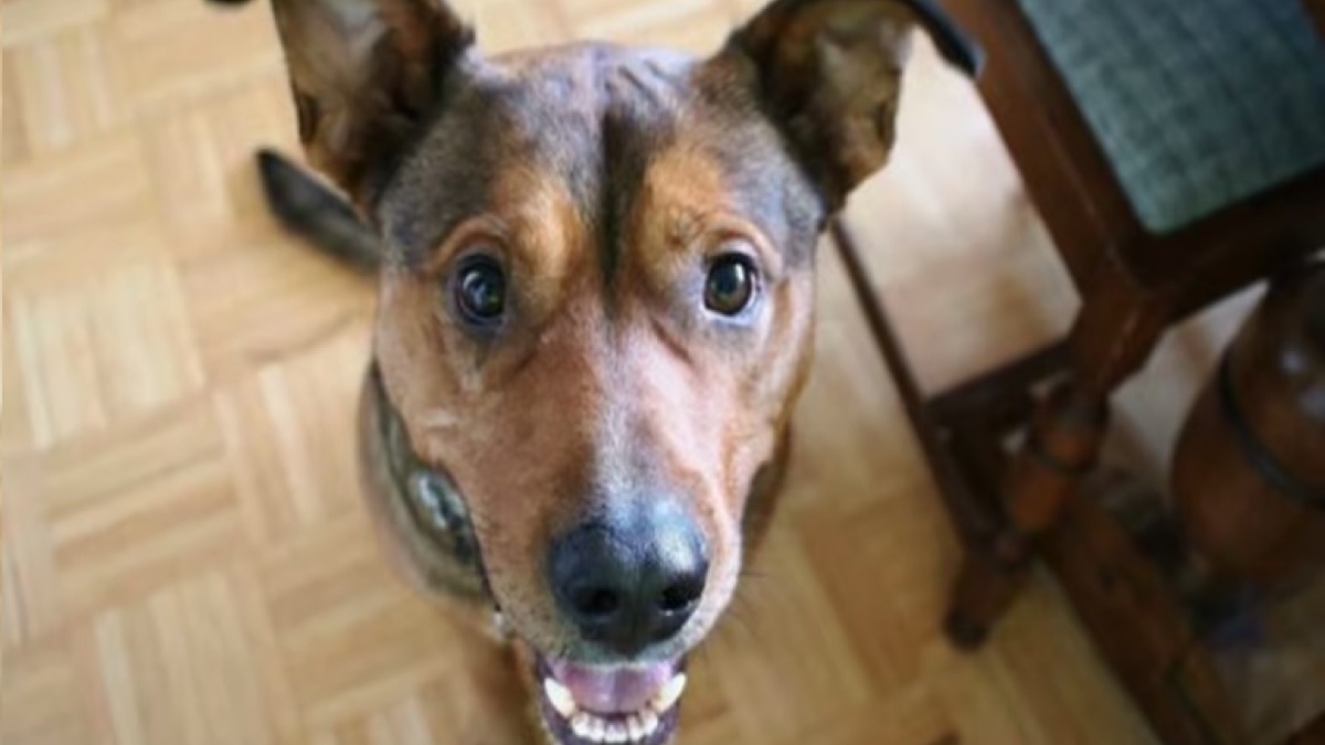 Ce chien a été attaché toute sa vie, il découvre pour la 1re fois la promenade !