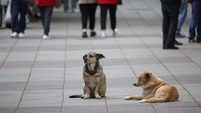 Ce chien errant sauve la vie d’un bébé abandonné dans un sac poubelle dans la rue