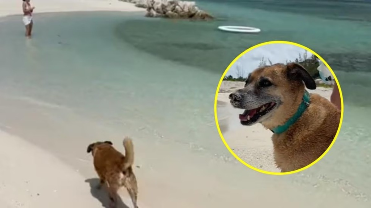 Ce chien sourd et aveugle est un guide touristique qui accompagne les voyageurs dans l'Atlantique !