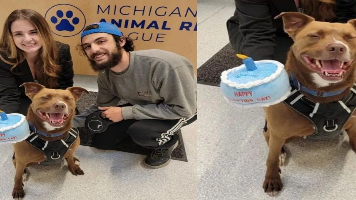 Après 279 jours dans un refuge, ce chien explose de joie lorsqu’il est adopté