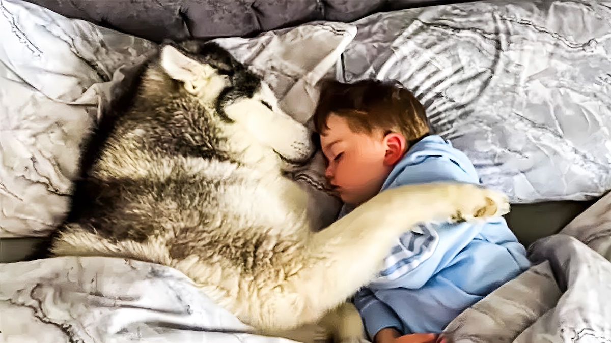 Ce chien veut absolument dormir la nuit à côté de leur fils, ils découvrent enfin pourquoi