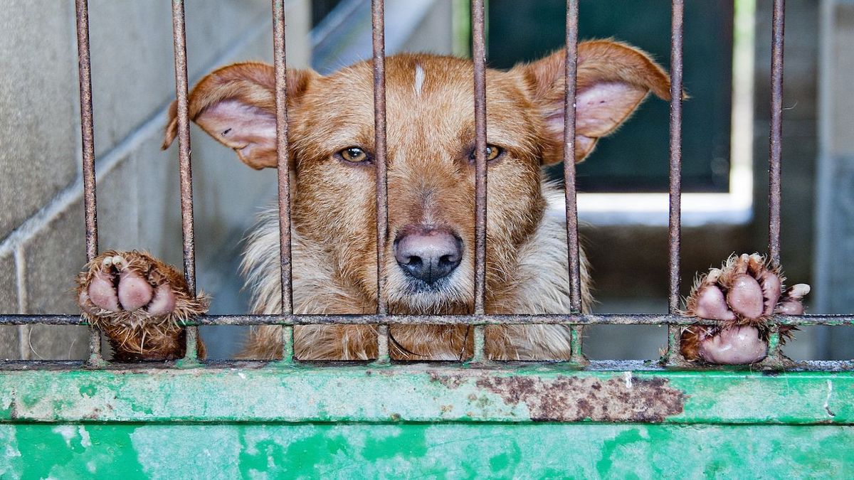 Ce chiot est ramené 11 fois au refuge, les employés comprennent enfin la raison