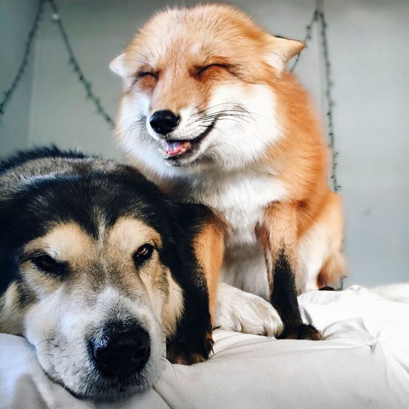 Ce renard est devenu le meilleur ami de ce chien !