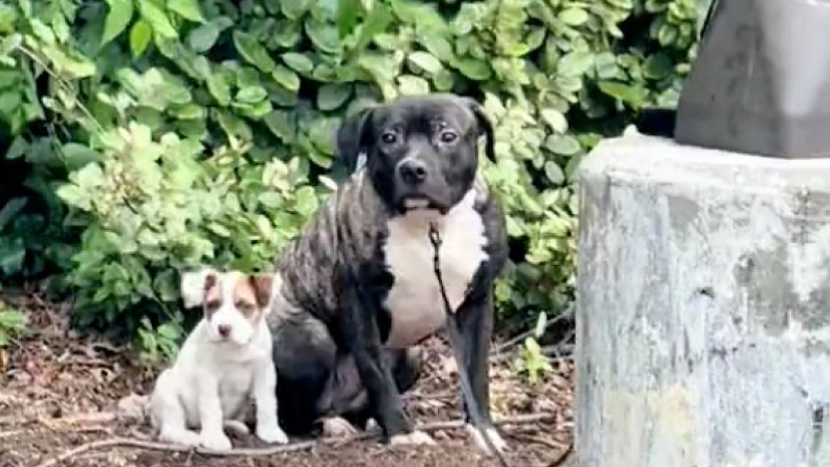 Ces 2 chiens abandonnés sont séparés au refuge, ils explosent de joie lorsqu'ils sont adoptés ensemble