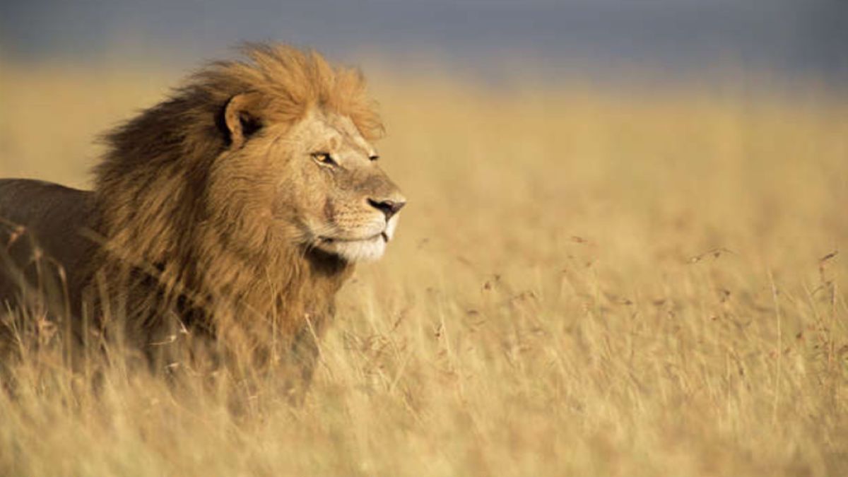 Ces animaux sont les plus dangereux pour l’homme, et vous allez très étonnés !