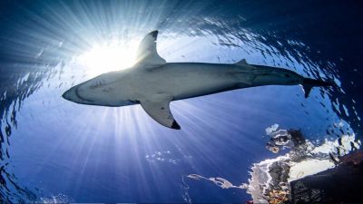 Ces requins terrifiants menacent de faire leur apparition sur les côtes françaises
