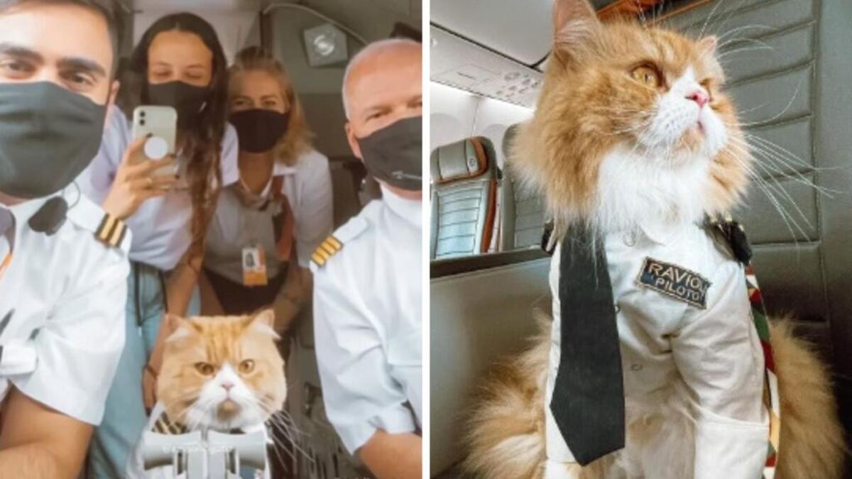 Ce pilote habille son chat avec un uniforme et l’emmène avec lui dans l’avion