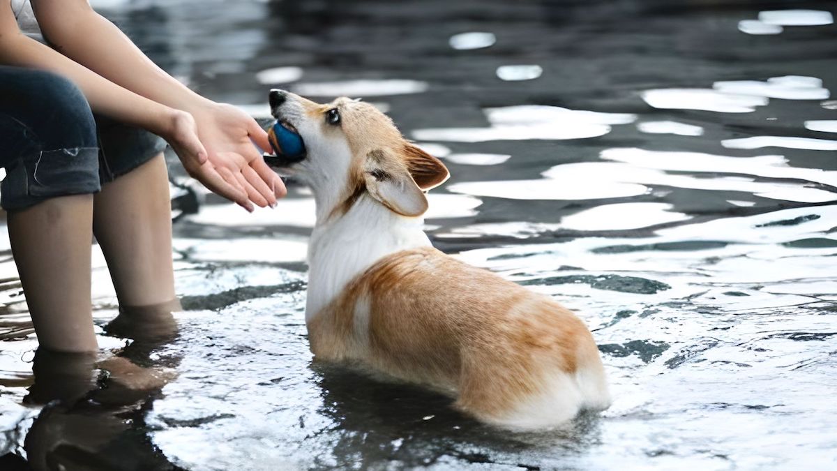 Cet accessoire à prix mini est idéal pour rafraîchir votre animal durant la canicule