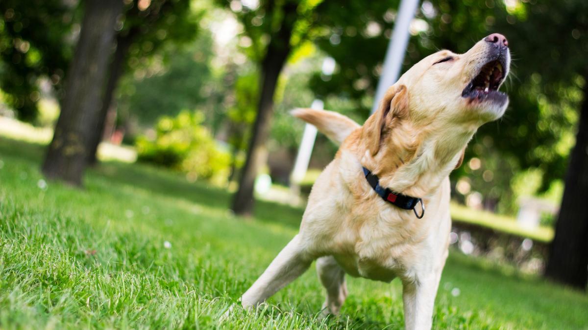 Cet ancien chien policier ne cesse d’aboyer devant un arbre, les enquêteurs ont de gros soupçons