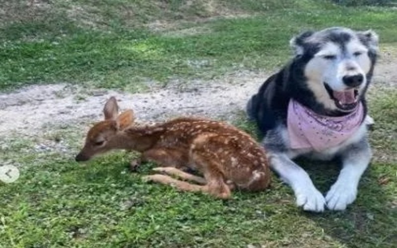 Cette chienne adopte et soigne un petit cerf orphelin comme si elle était sa mère !