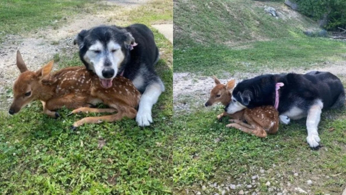 Cette chienne adopte et soigne un petit cerf orphelin comme si elle était sa mère !
