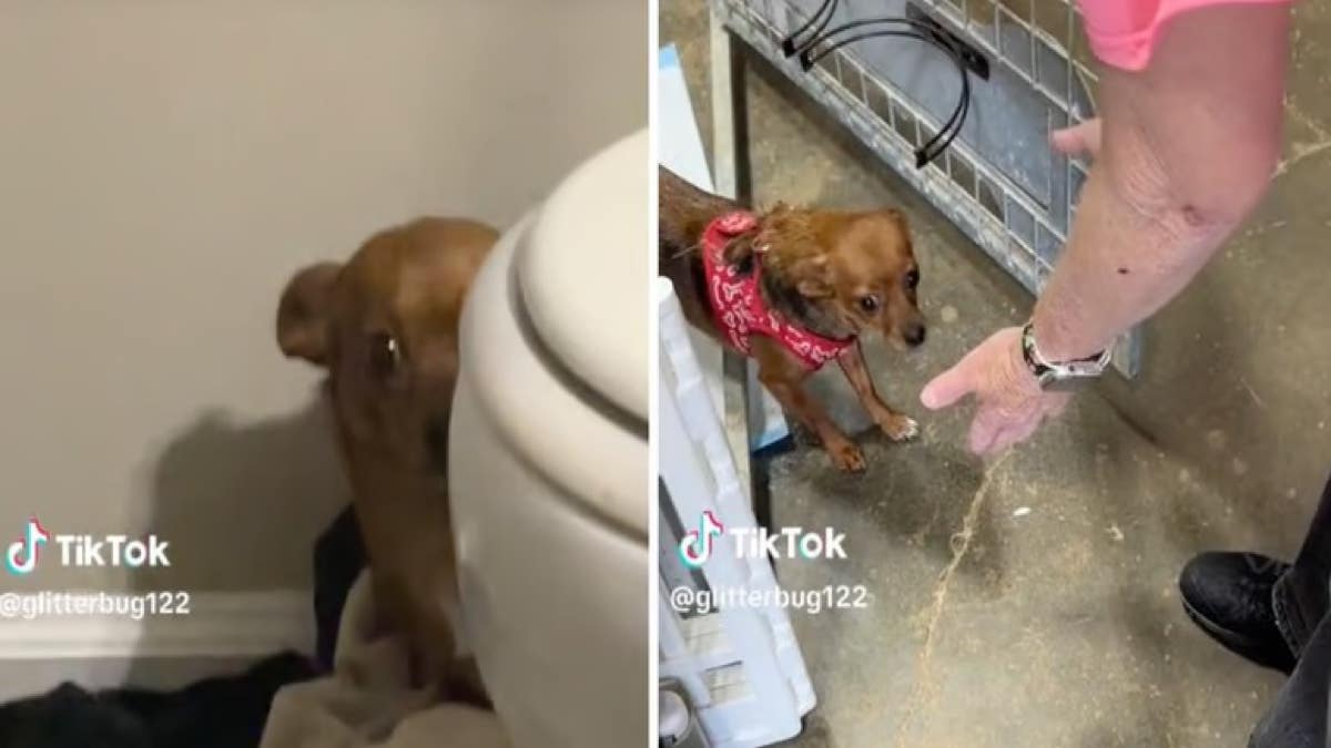 Cette chienne adoptée réalise qu’elle est désormais en sécurité, une vidéo déchirante