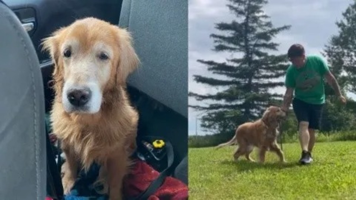 Cette chienne de 14 ans a été abandonnée dans un refuge par sa famille !