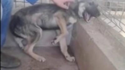 Cette chienne maltraitée est caressée pour la toute 1ère fois, sa réaction est bouleversante (vidéo)