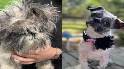 Cette chienne errante ne pouvait même plus voir, sa transformation est incroyable