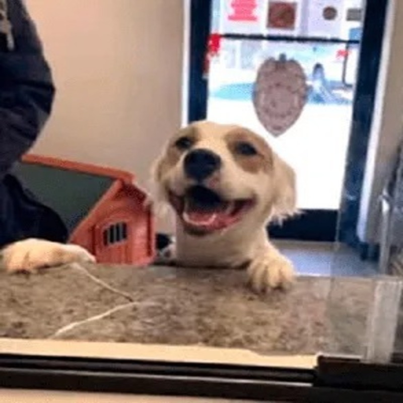 Cette chienne sourit avec enthousiasme à la vue de son nouveau propriétaire après avoir été adoptée