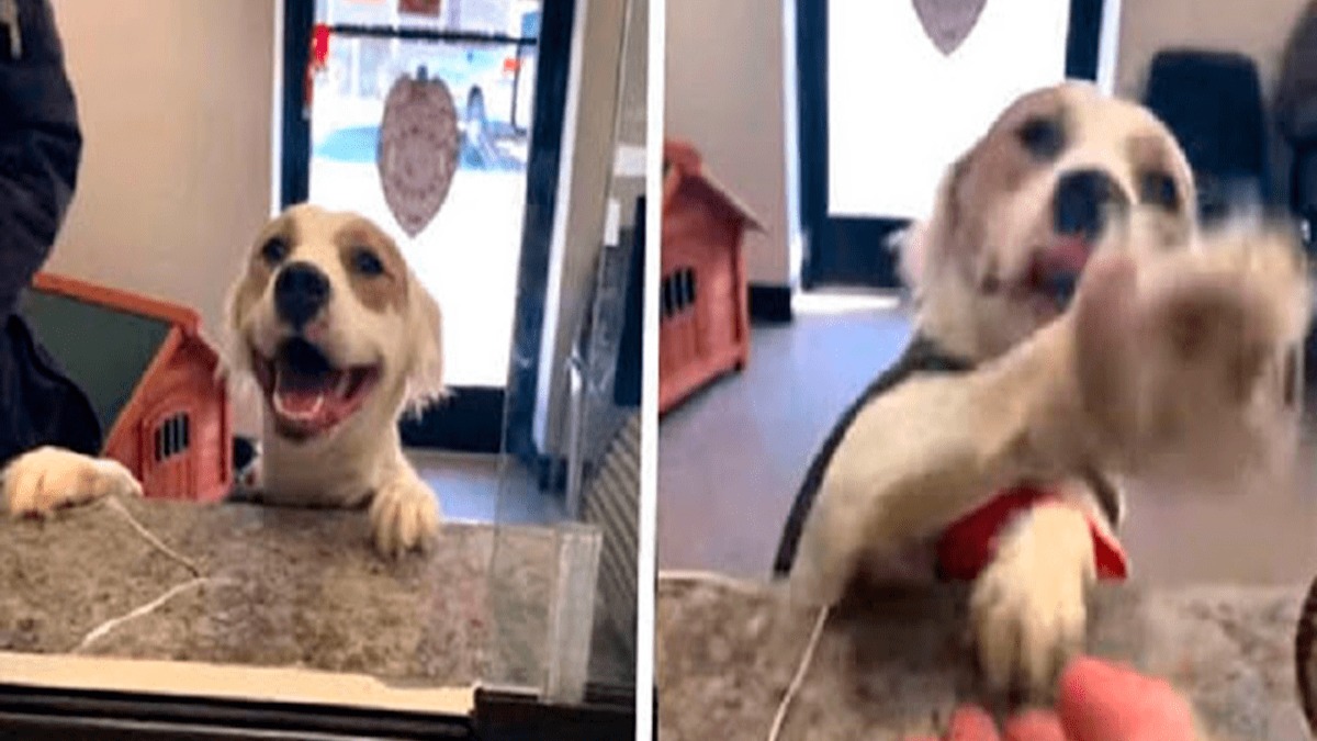 Cette chienne tout juste adoptée sourit avec enthousiasme à la vue de son nouveau propriétaire