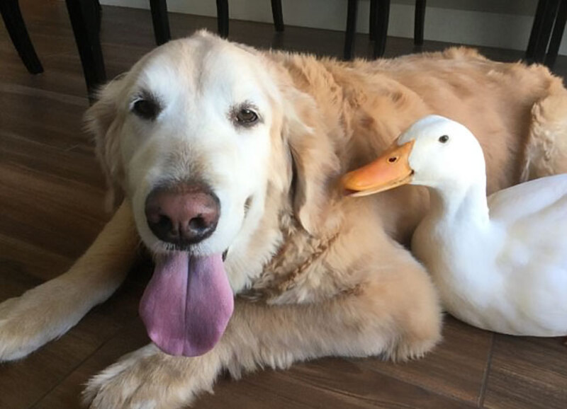 Cette étonnante amitié entre un chien et un canard prouve que les animaux ne se soucient pas de leur apparence