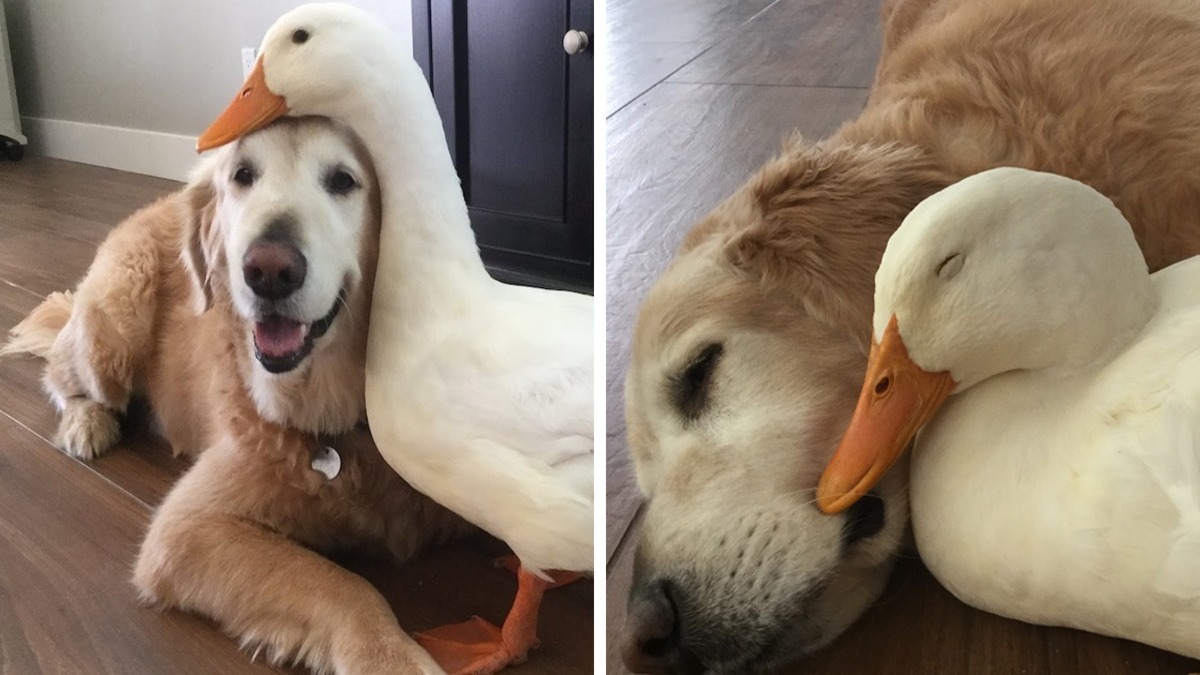 Cette étonnante amitié entre un chien et un canard prouve que les animaux ne se soucient pas de leur apparence