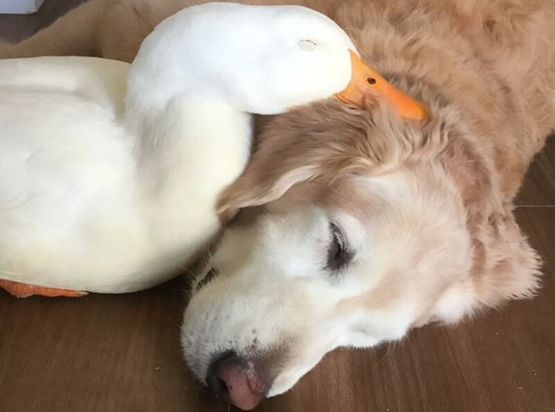 Cette étonnante amitié entre un chien et un canard prouve que les animaux ne se soucient pas de leur apparence