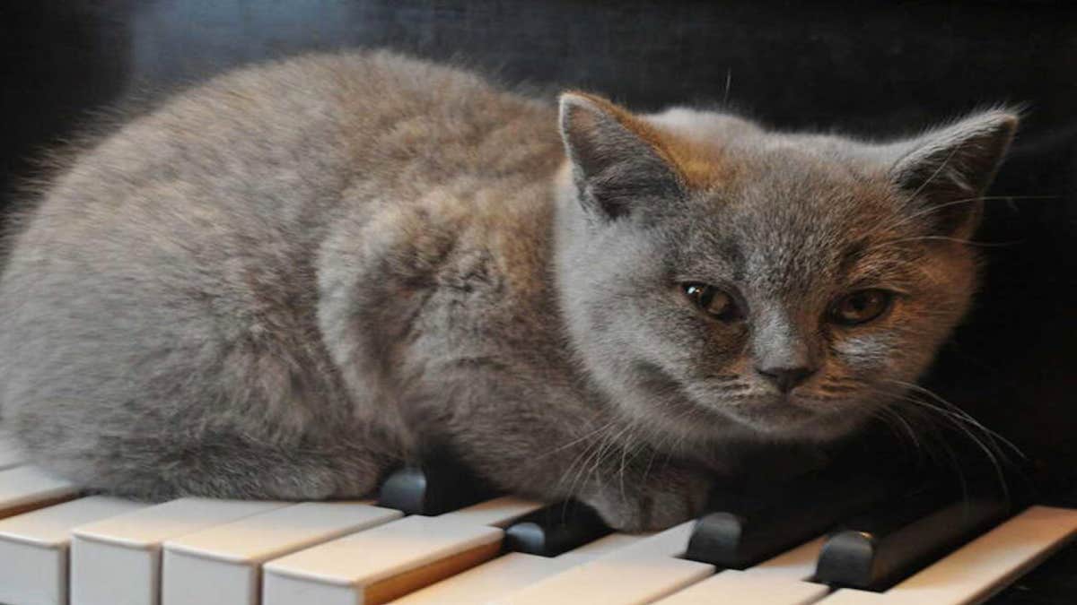 Cette musique est la préférée des chats, ils l’adorent tous !