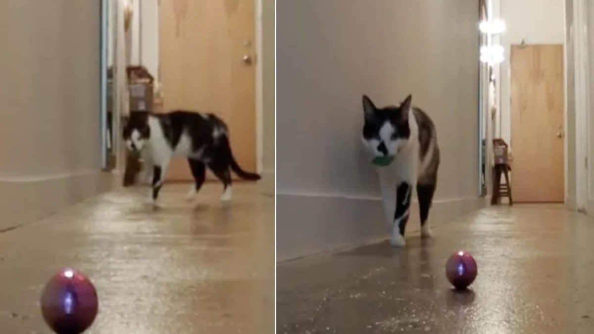 Cette vidéo prouve que les chats nous manquent lorsque nous quittons la maison