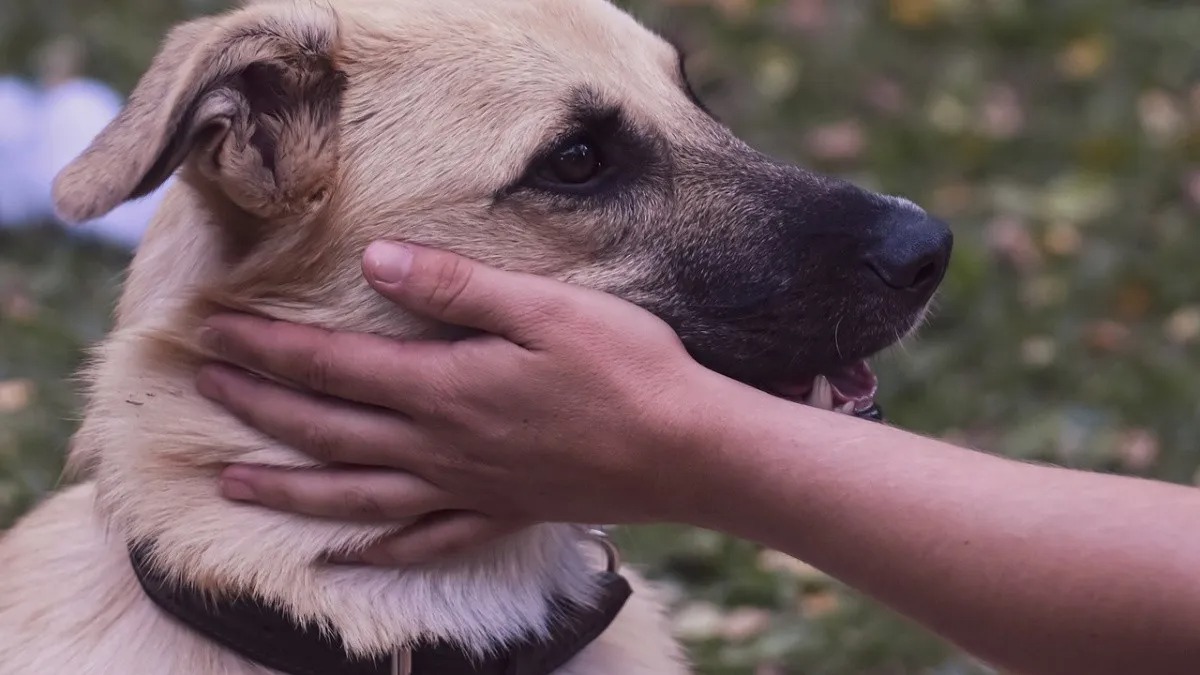 Voici combien de temps il faut à votre chien pour vous oublier