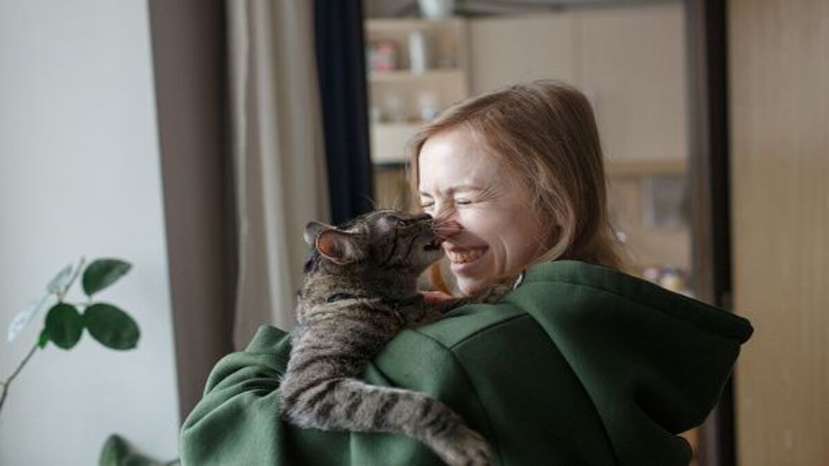 Comment les chats s'excusent-ils auprès des humains ? Les comportements révélateurs