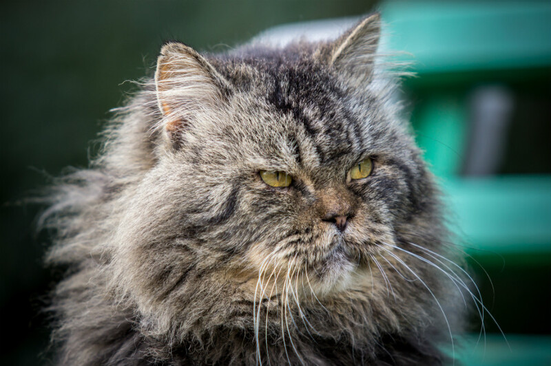 Comment prendre soin de votre vieux chat ?