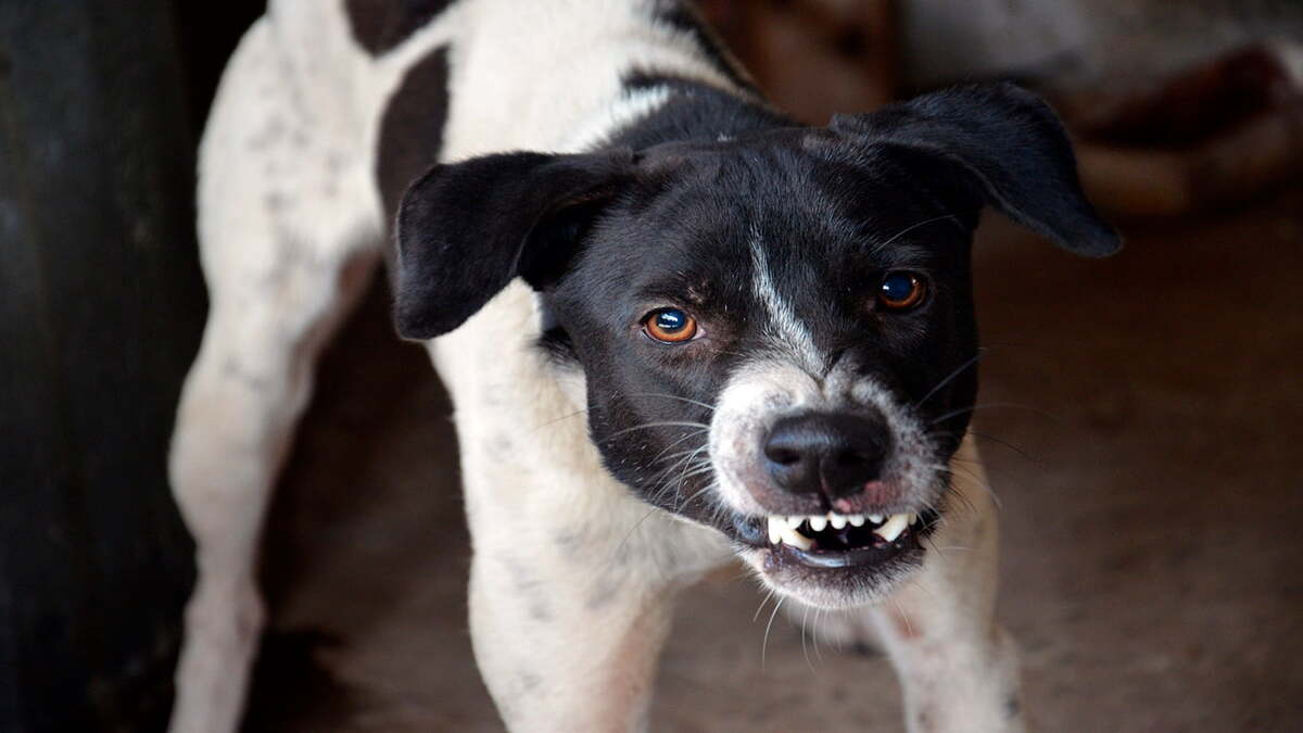 Voici comment reconnaître les signes de colère chez votre chien