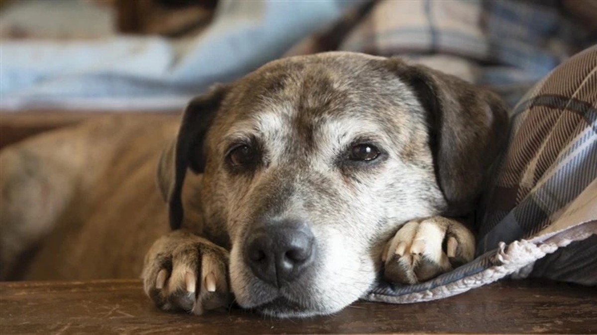 Les signes comportementaux d'un chien qui traverse une période difficile