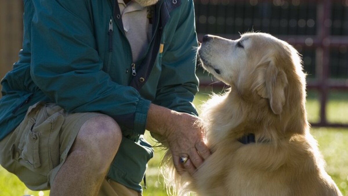 Les conseils et astuces pour rendre un vieux chien le plus heureux