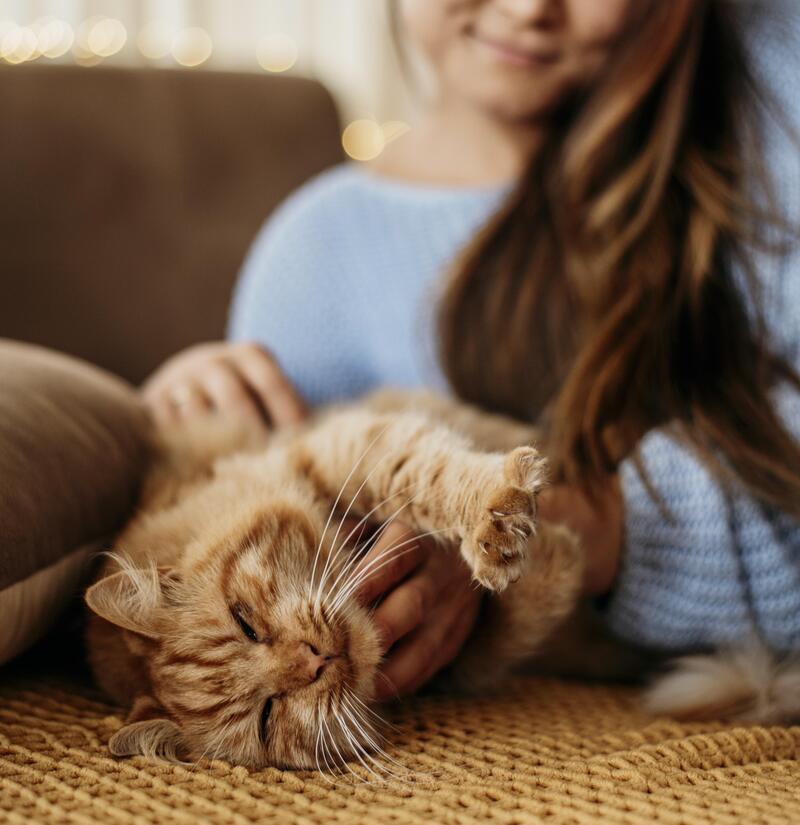 Les signes qui révèlent que votre chat préfère une personne en particulier