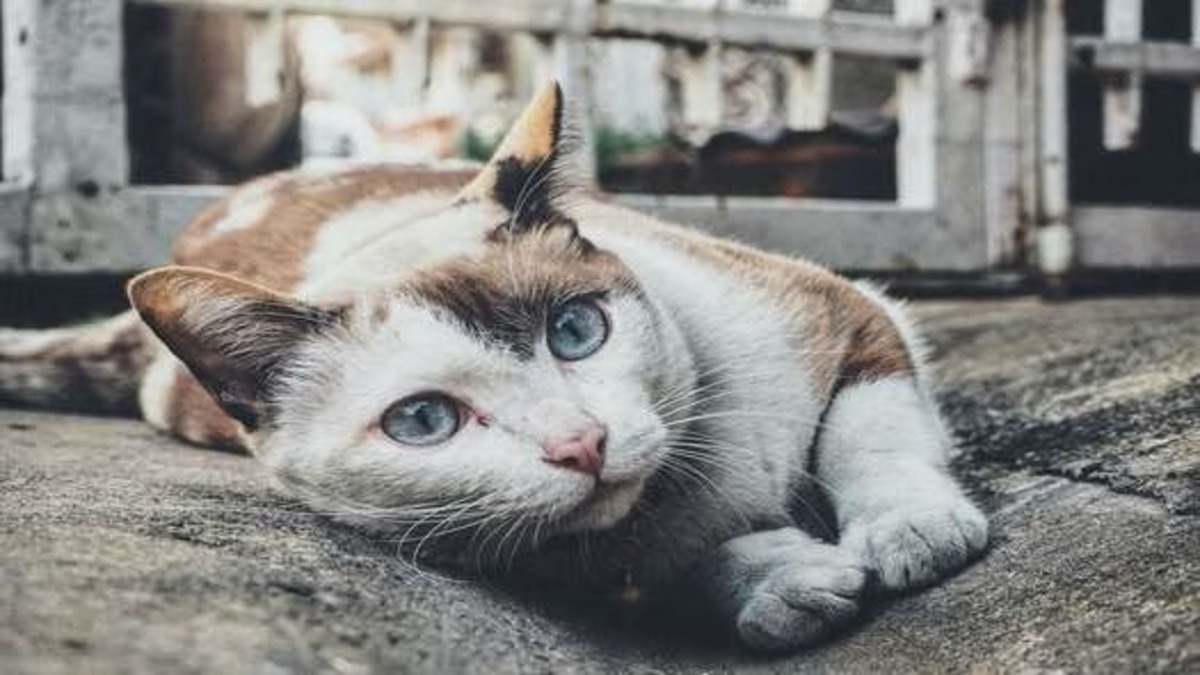 Comment savoir si un chat est stressé ? Voici les principaux signes