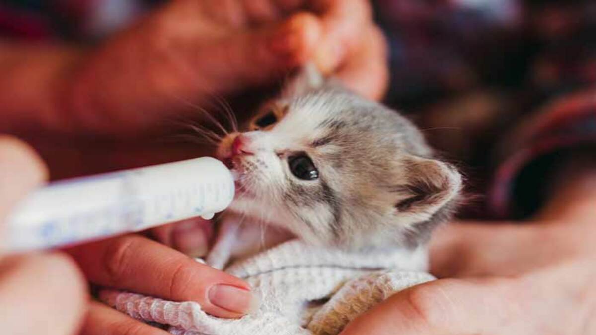 Comment s'occuper d'un chaton : découvrez les conseils à suivre