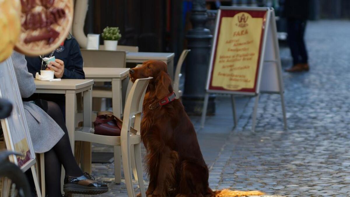 Conseils pratiques pour apprendre à votre chien à rester avec vous sur une terrasse