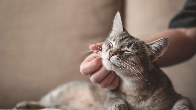 Découvrez comment les chats montrent leur gratitude envers leurs maîtres