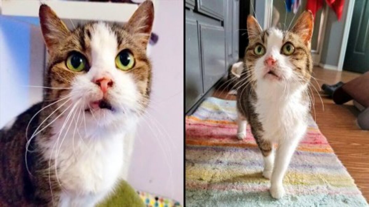 Cette chatte âgée a inspiré la création d'une fondation pour les chats spéciaux !