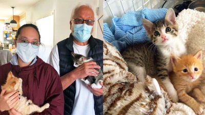 Deux chatons orphelins devenus inséparables au refuge sont adoptés ensemble
