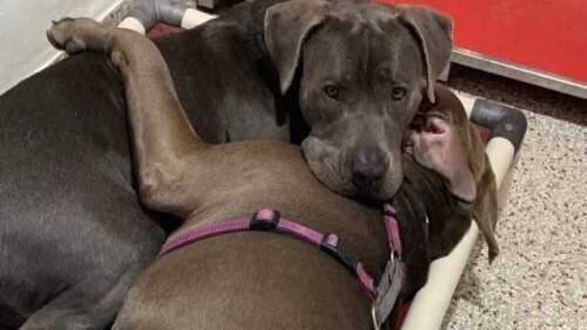 2 chiens se rencontrent dans un refuge et deviennent inséparables, "Ensemble pour toujours"