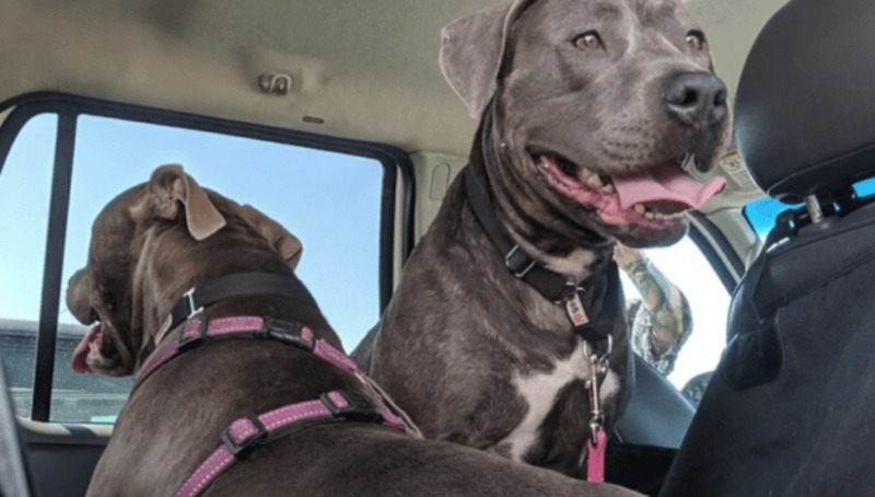 2 chiens se rencontrent dans un refuge et deviennent inséparables, "Ensemble pour toujours"